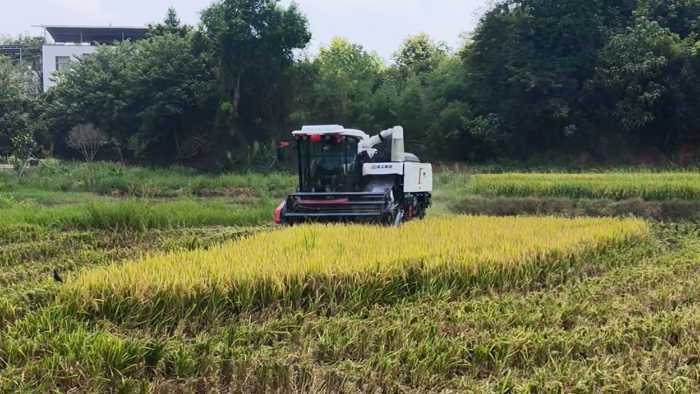 XR720跨区水稻机，高效作业促丰登