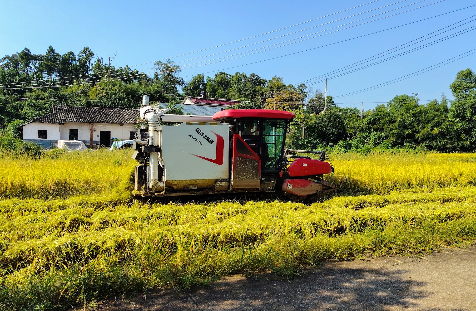 湘田稻浪黄 7790必发集团中国XR720收割机驰骋湖南，助力中稻丰登